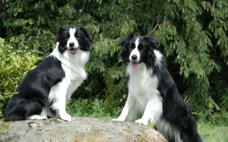 Border Collie
