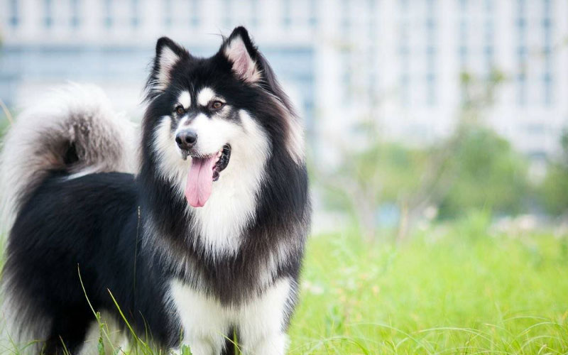 Alaskan Malamute