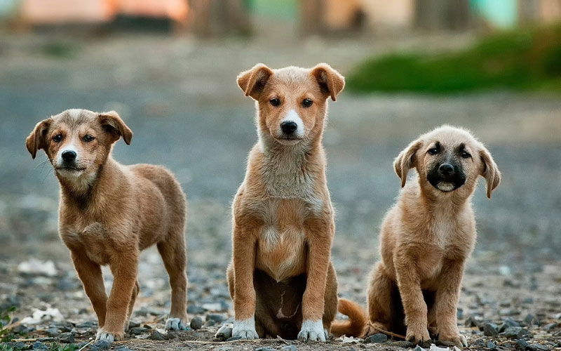Grain-Free Dog Food: Pros, Cons, and Common Myths